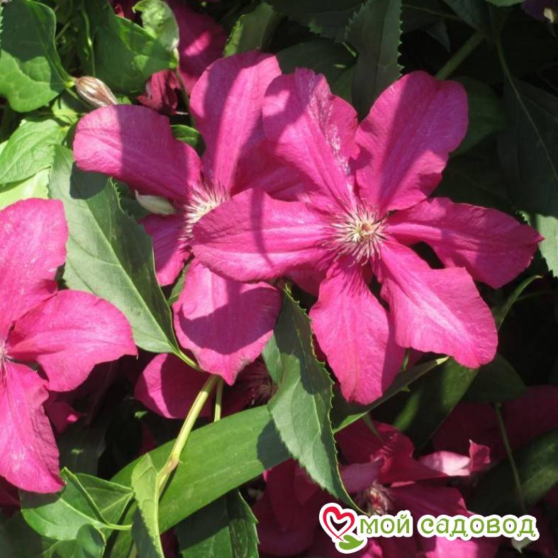 Клематис Абунданс ЗКС