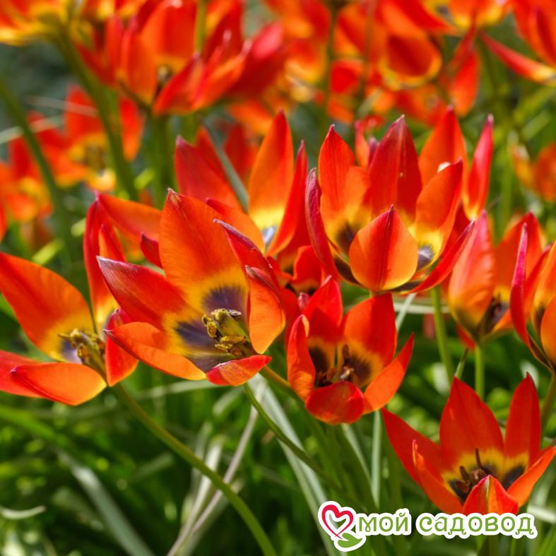 Тюльпан ботанический Литтл Принцесс