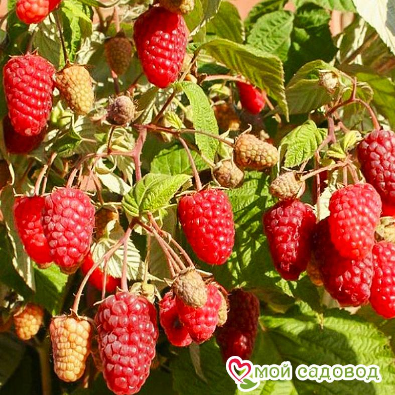 Малина высокоурожайный сорт Сказка