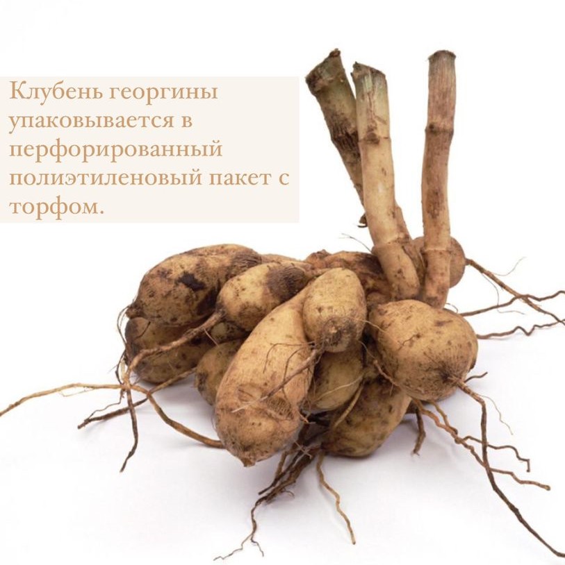 Георгина Чик А Ди (CHICK A DEE)