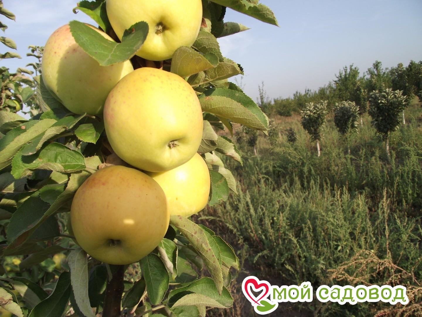 Яблоня колоновидная Янтарное ожерелье