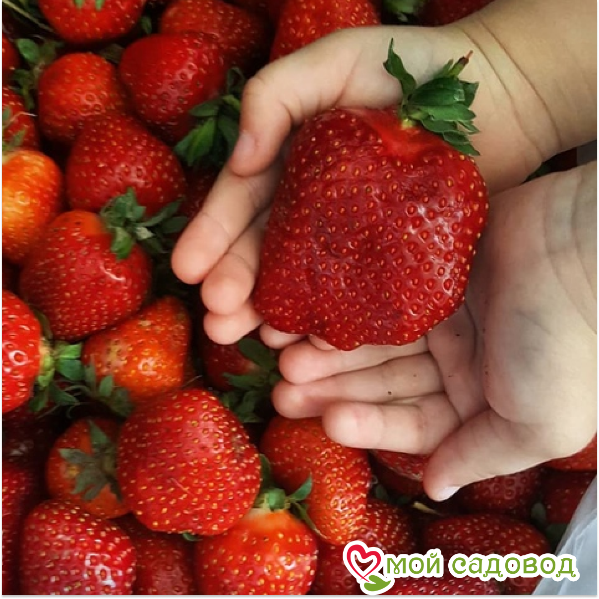 Клубника Гигант русский F1