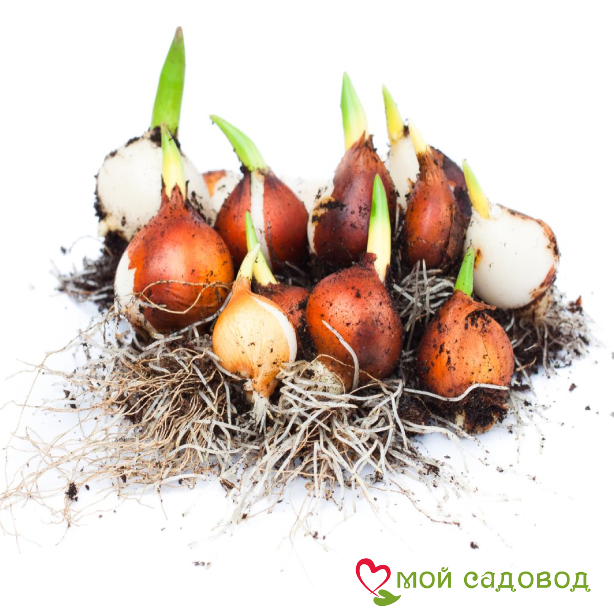 Тюльпан Айс Крим Банана