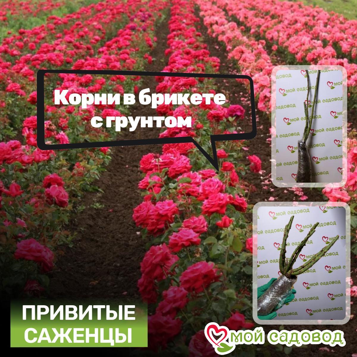 Хоста пионовидная Эндлесс Грин